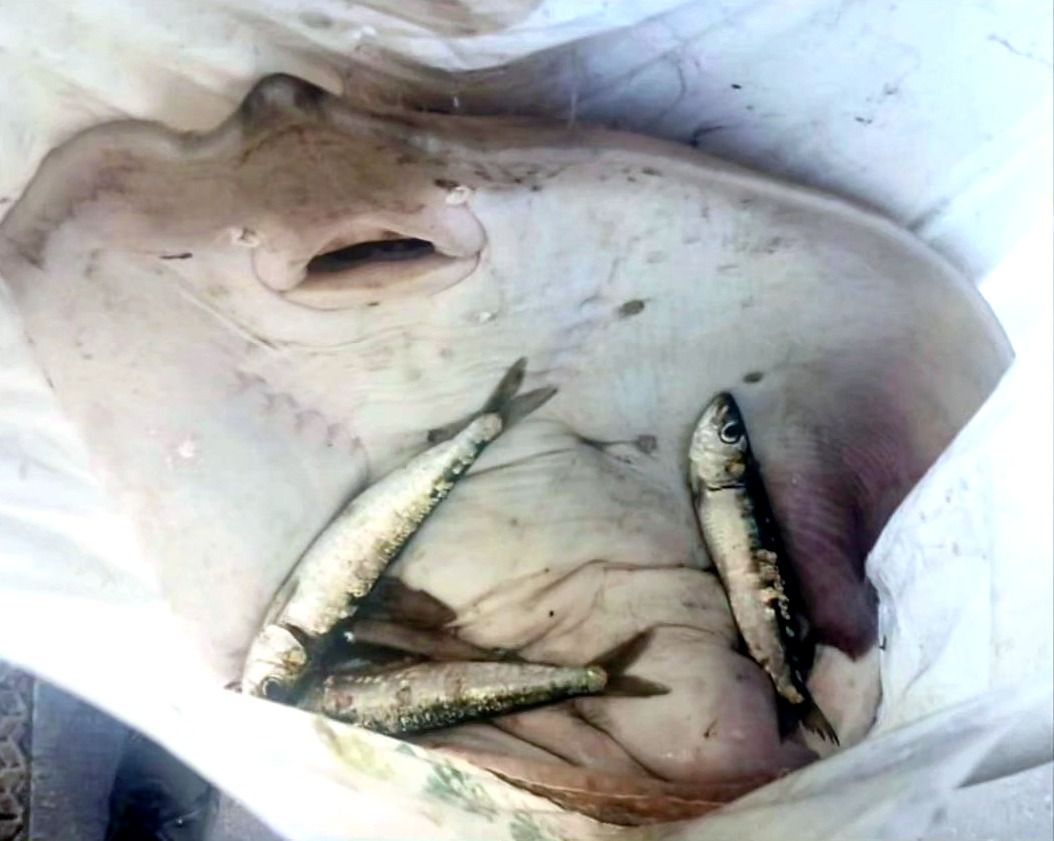 Peixe vendido ilegalmente en Combarro