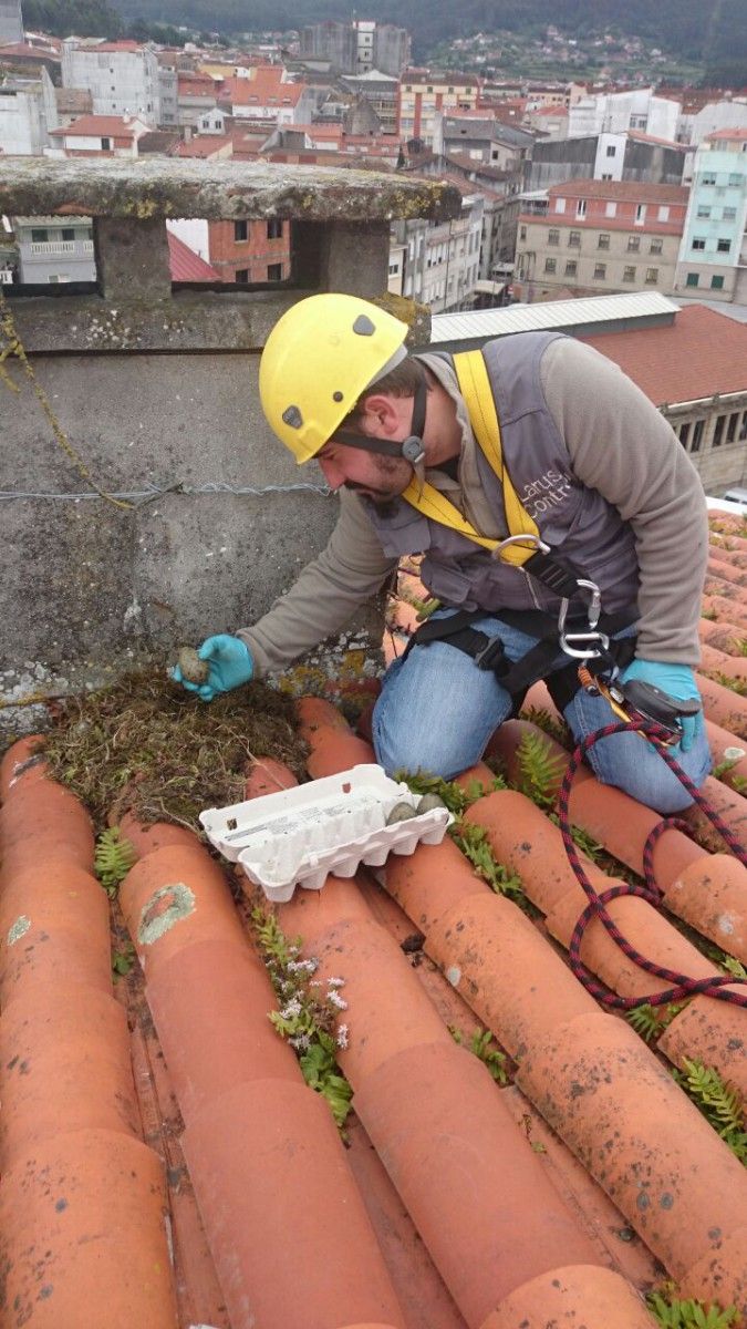 Técnico retirando un niño de gaivota dun tellado