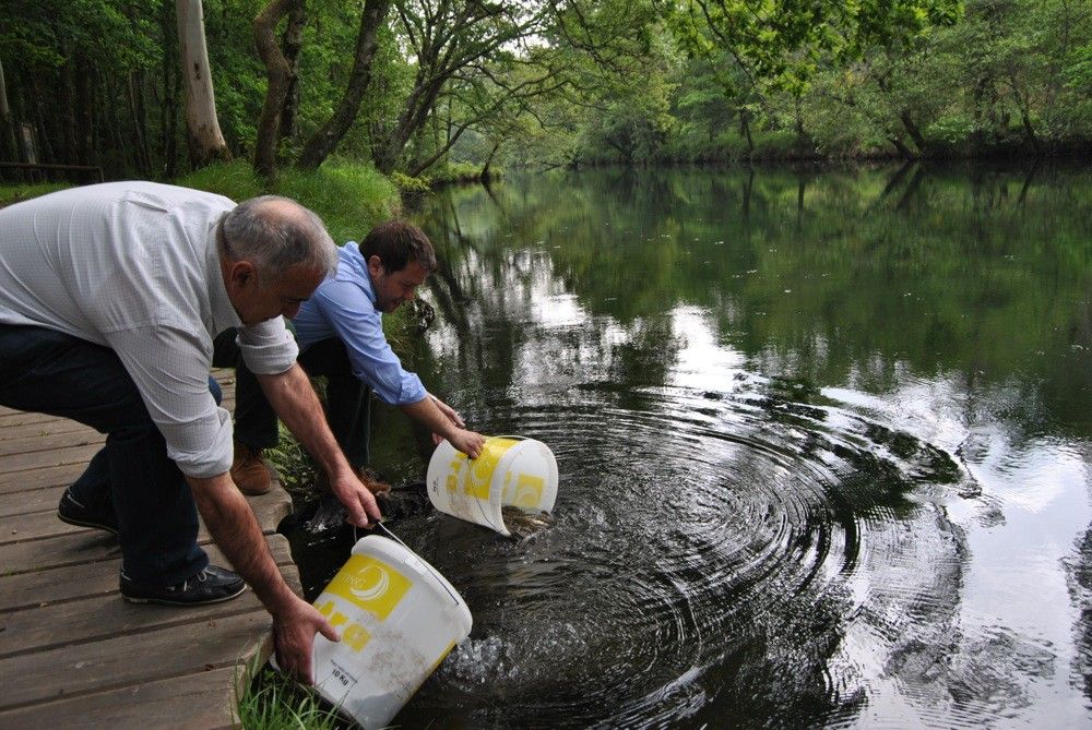 Solta de crías de troita no río Verdugo