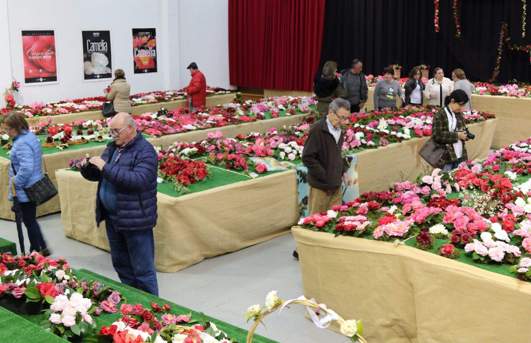 Exposición de camelias en Rubiáns