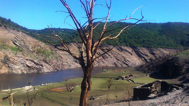 Restos dunha árbore na paisaxe reseca