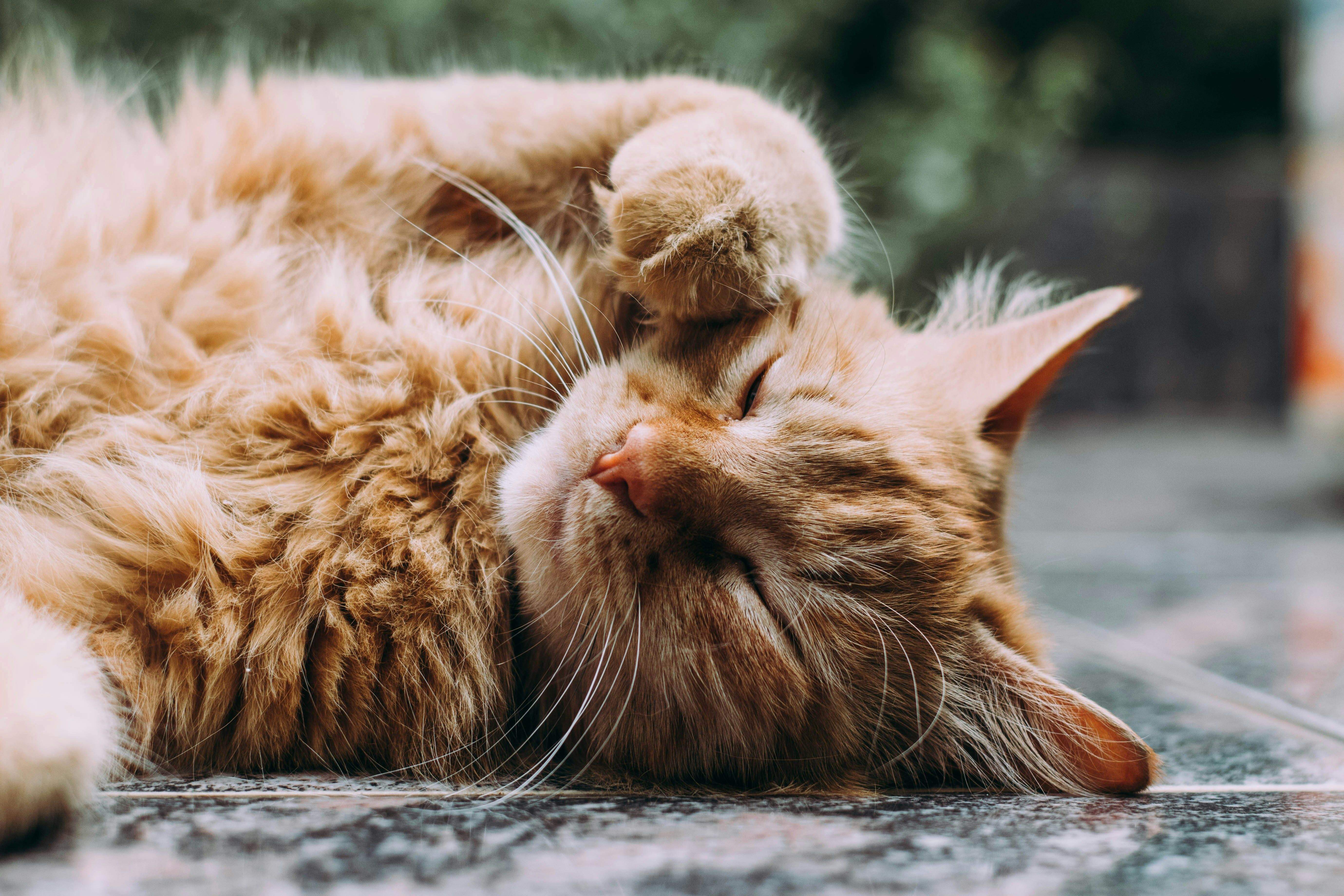 Gato