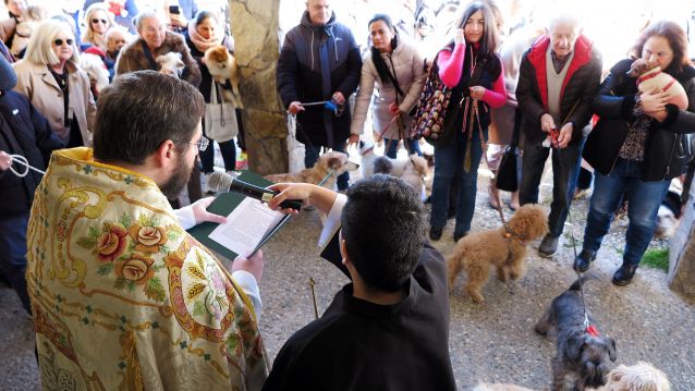 Bendición dos animais pola festividade de San Antón