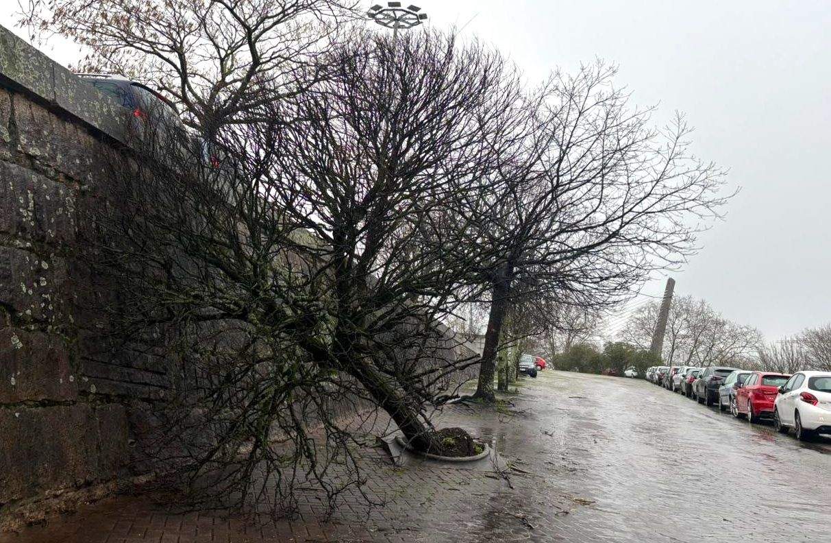 Árbore afectada polo temporal Herminia