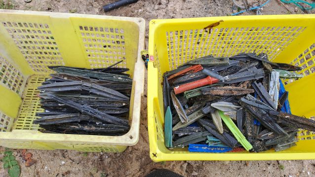 Tarugos recollidos na praia do Terrón (Vilanova de Arousa)