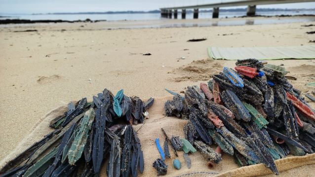 Tarugos recolleitos no areal xunto á ponte da Illa de Arousa