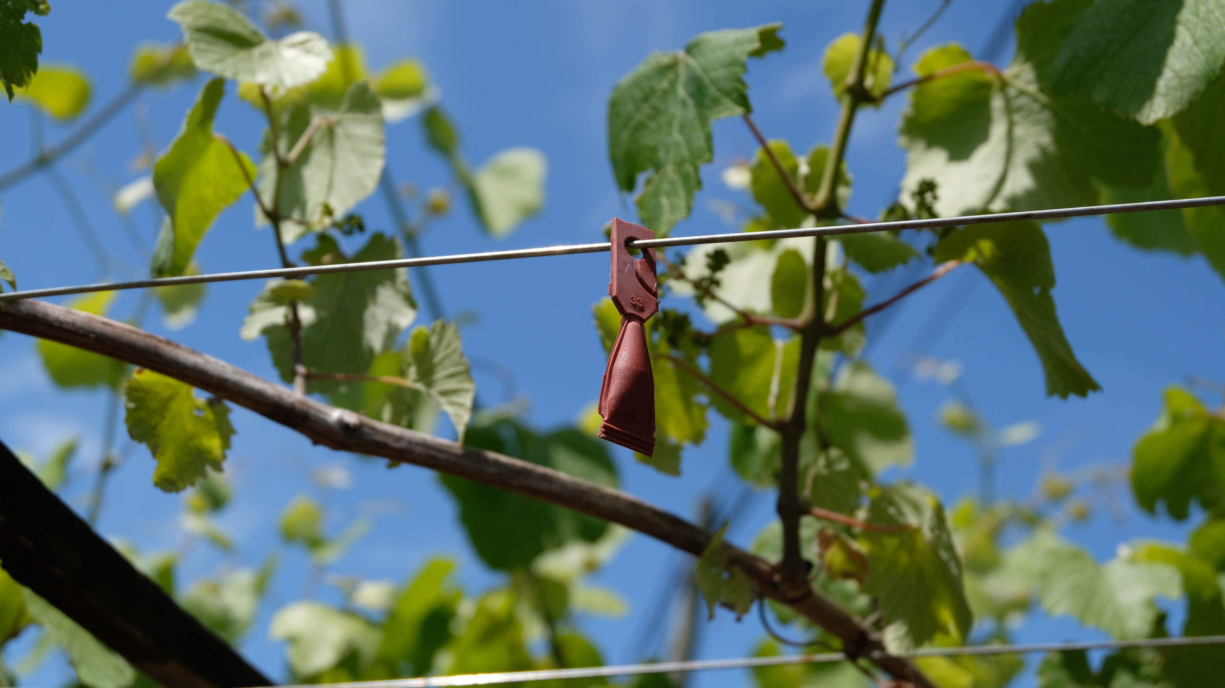 Control de polilla con confusión sexual