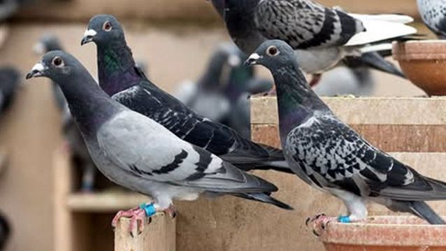 Pombas Pombas