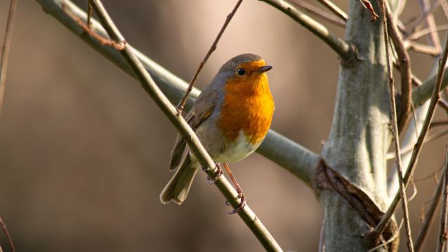 Paporrubio europeo