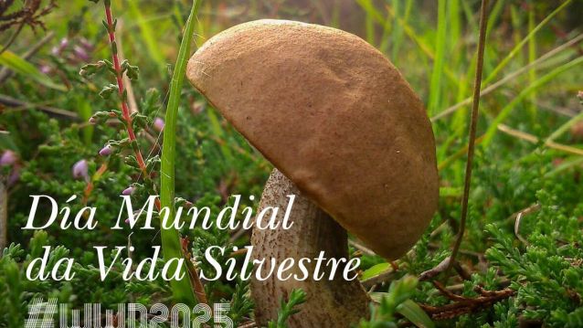 Cartel da conmemoración do Día Mundial da Vida Silvestre na Universidade de Vigo