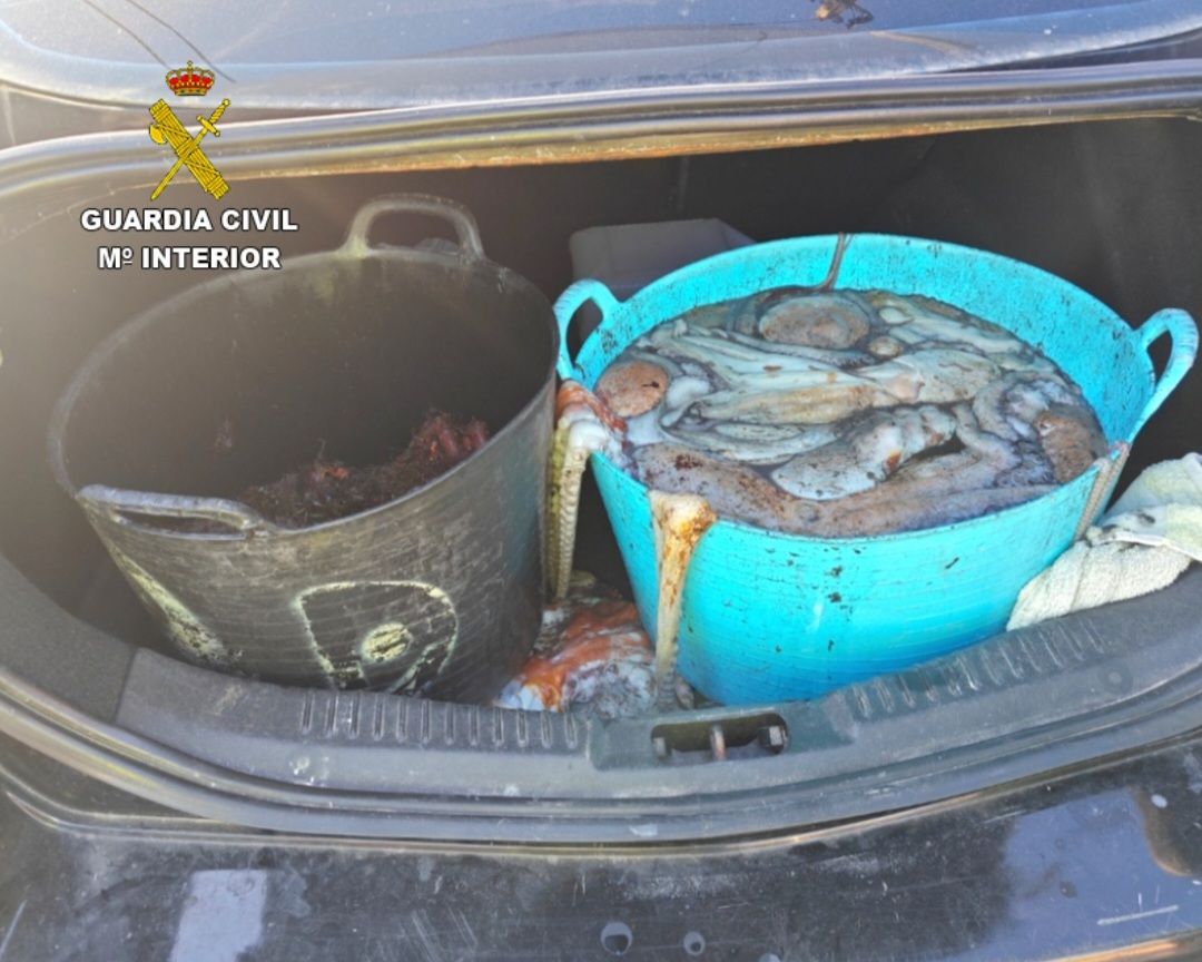 Pulpo y centollas confiscadas