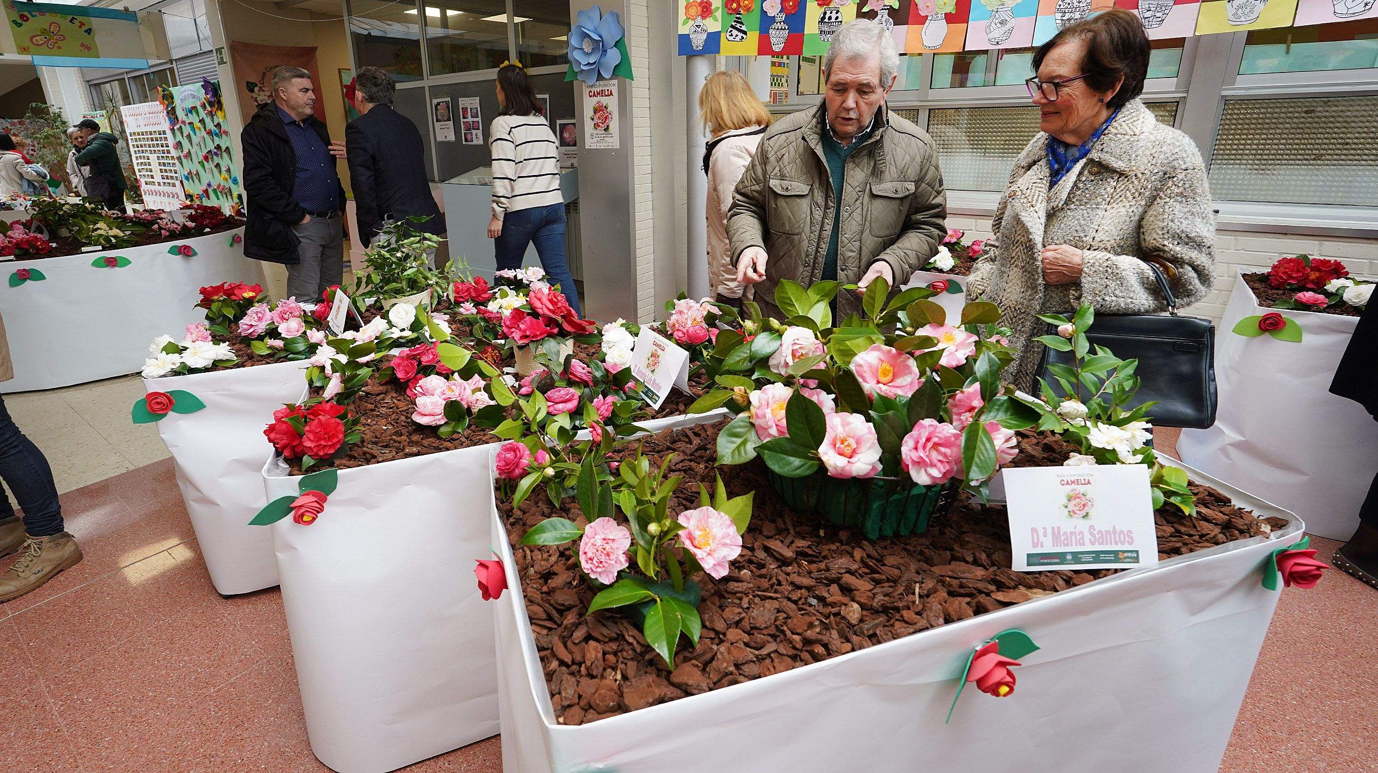 Exposición de la camelia en el Colegio de Campolongo