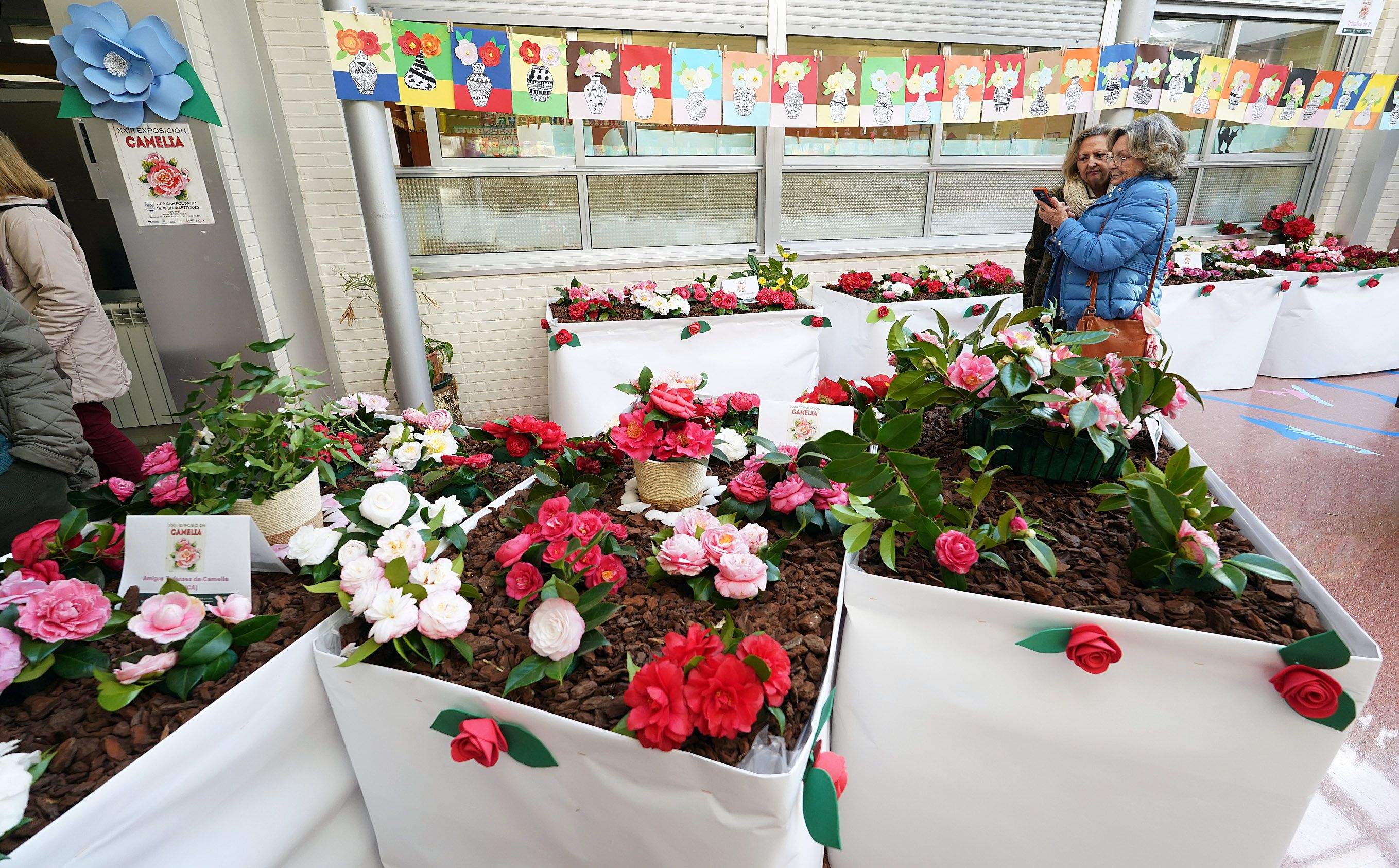 Exposición de la camelia en el Colegio de Campolongo