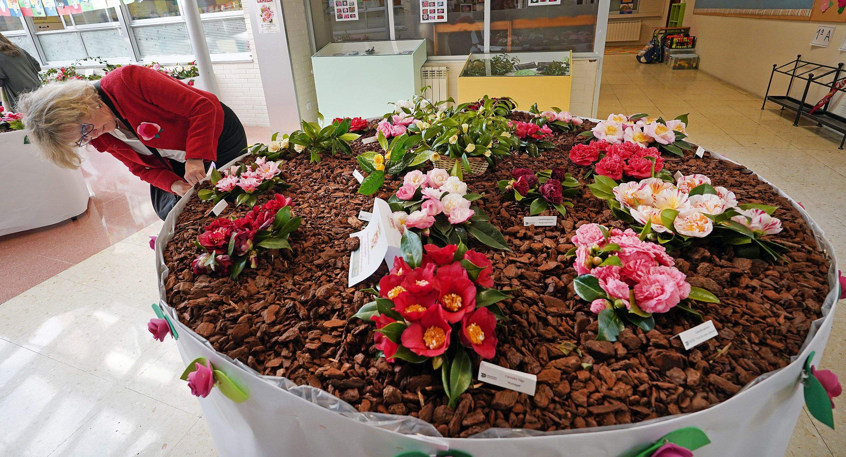 Exposición de la camelia en el Colegio de Campolongo