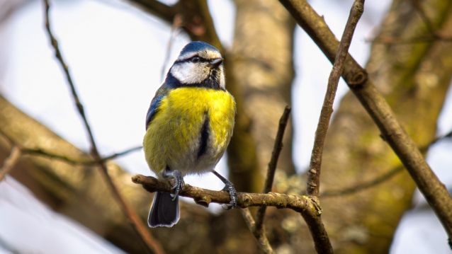 Ferreiriño azul (Cyanistes caeruleus)