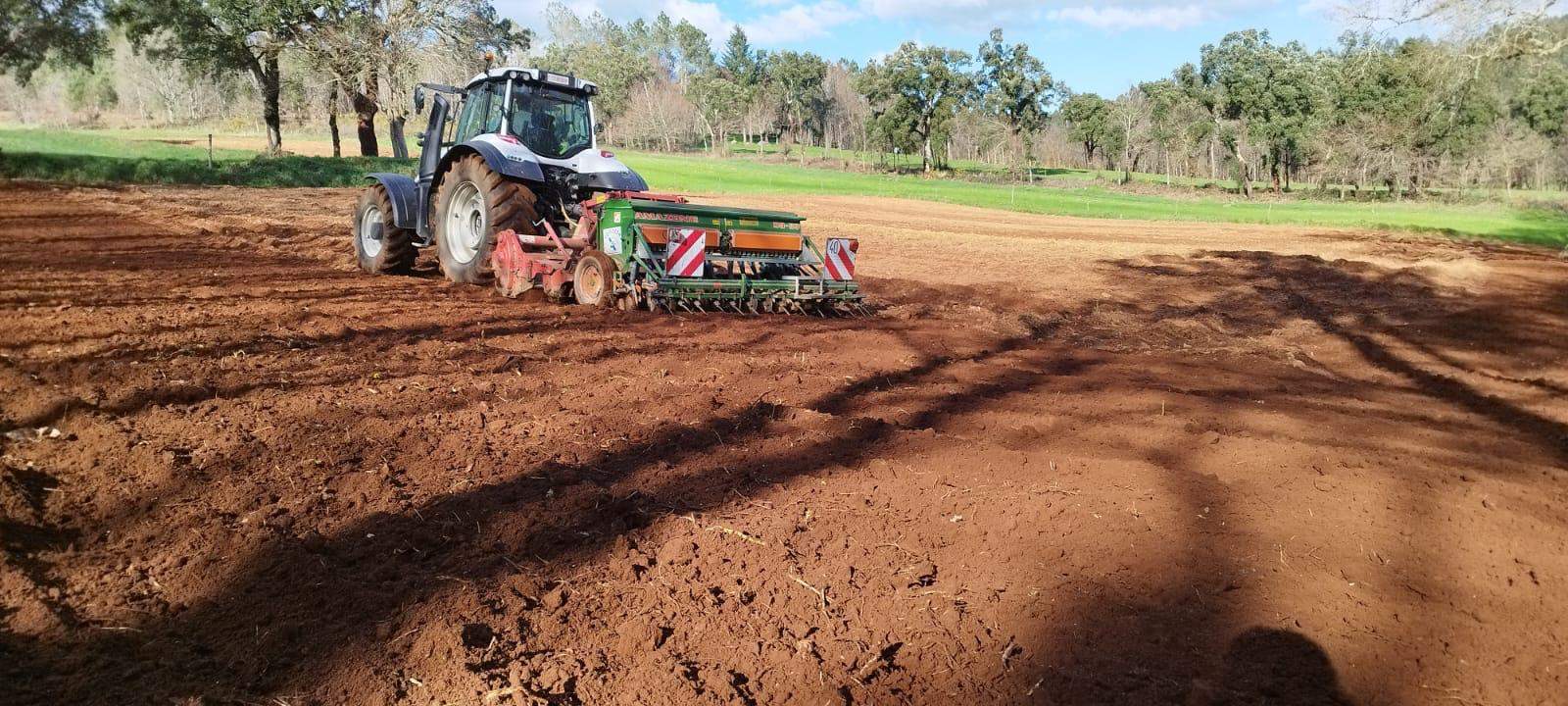 Plantación de trigo caaveiro de Panadería Acuña en Lalín