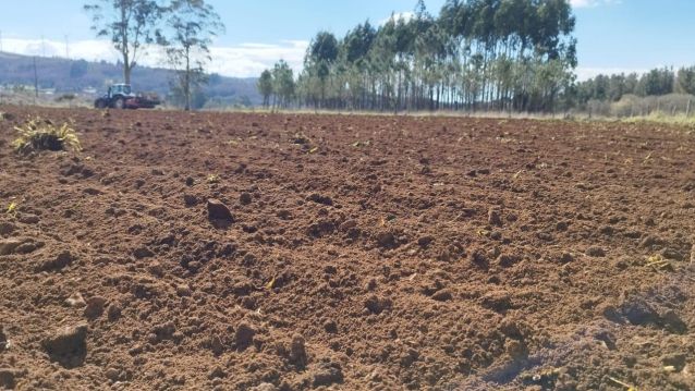 Plantación de trigo caaveiro de Panadería Acuña en Lalín