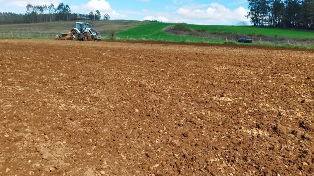 Plantación de trigo caaveiro de Panadería Acuña en Lalín