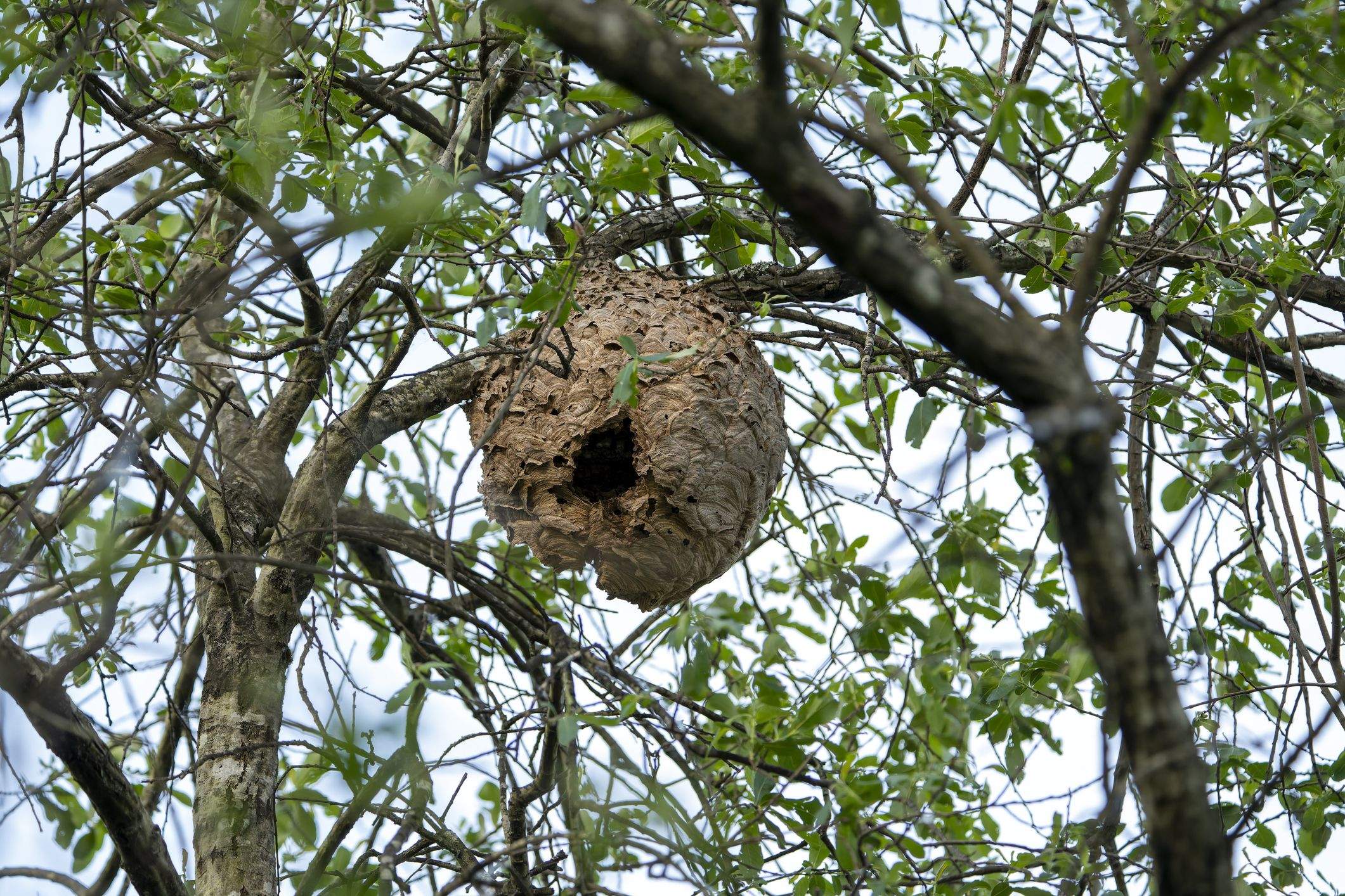 Nido de avispas velutinas
