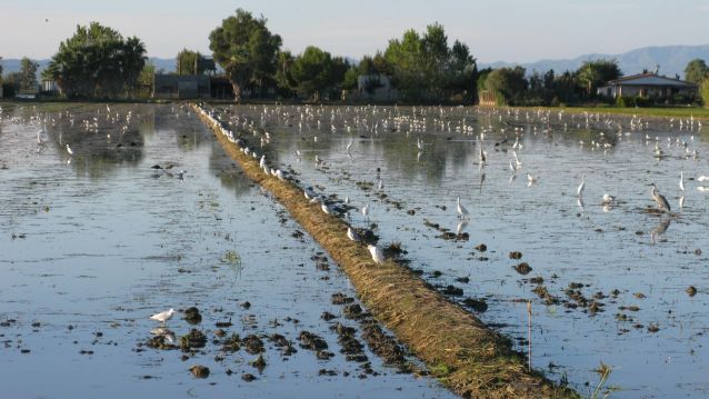 Arrozais cheos de aves da familia das Ardeidas