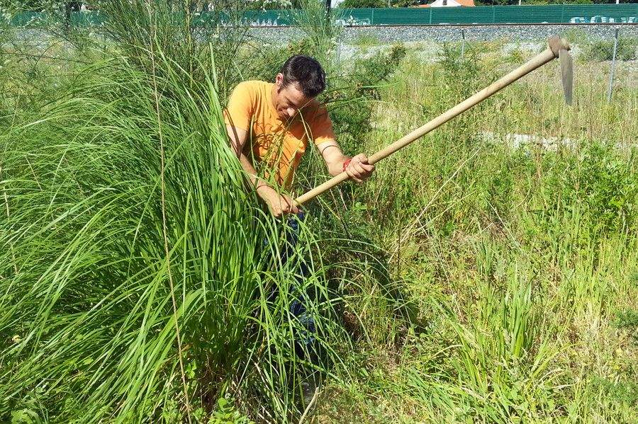 Erradicando a herba da Pampa