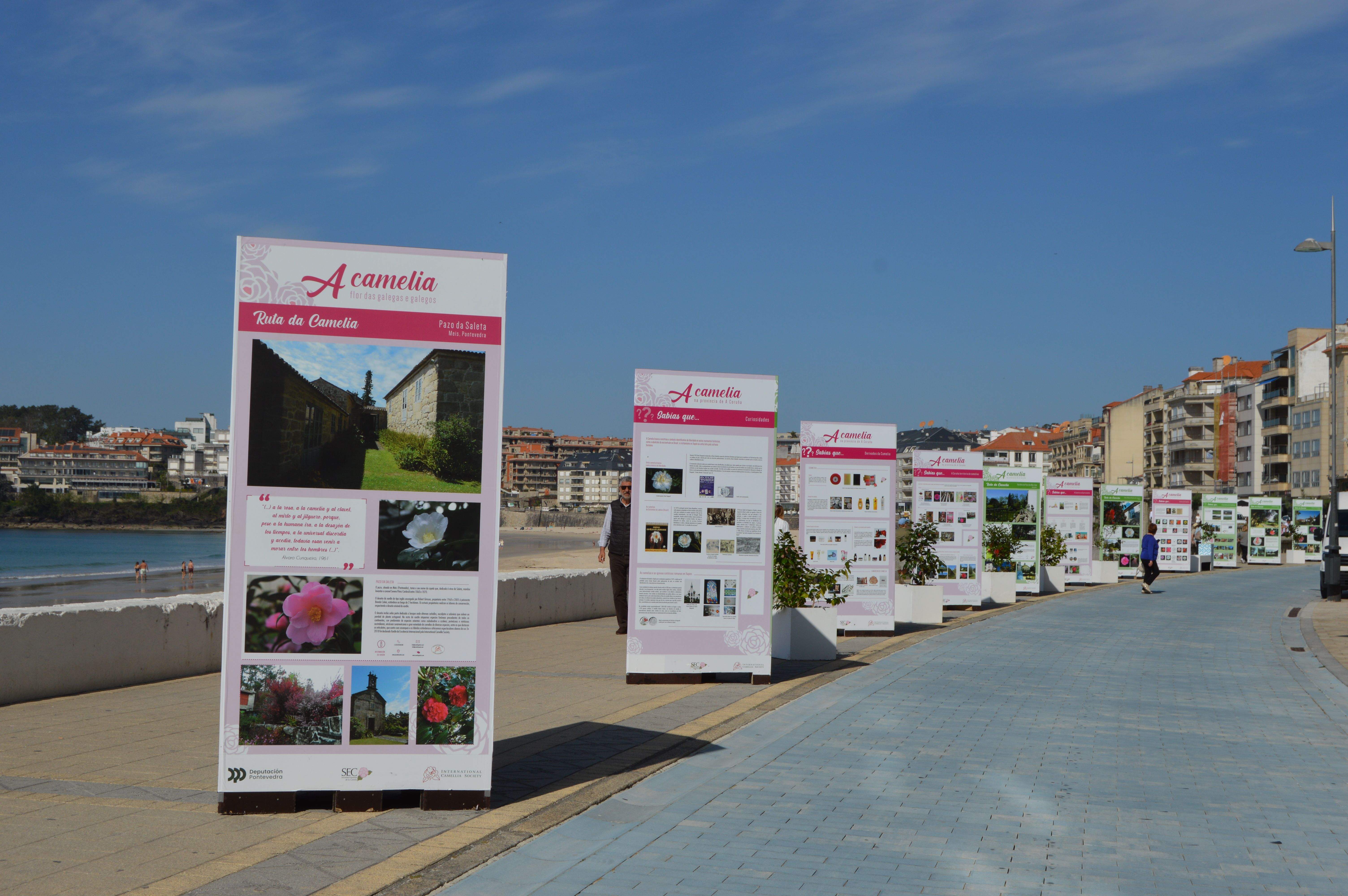 Exposición 'A camelia, flor das galegas e dos galegos'