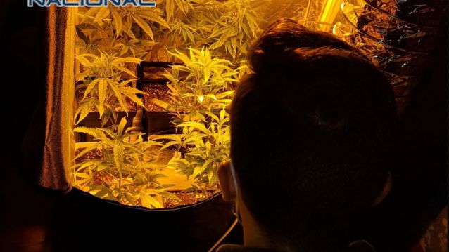 Plantación de marihuana detectada por la Policía Nacional Plantación de marihuana detectada por la Policía Nacional