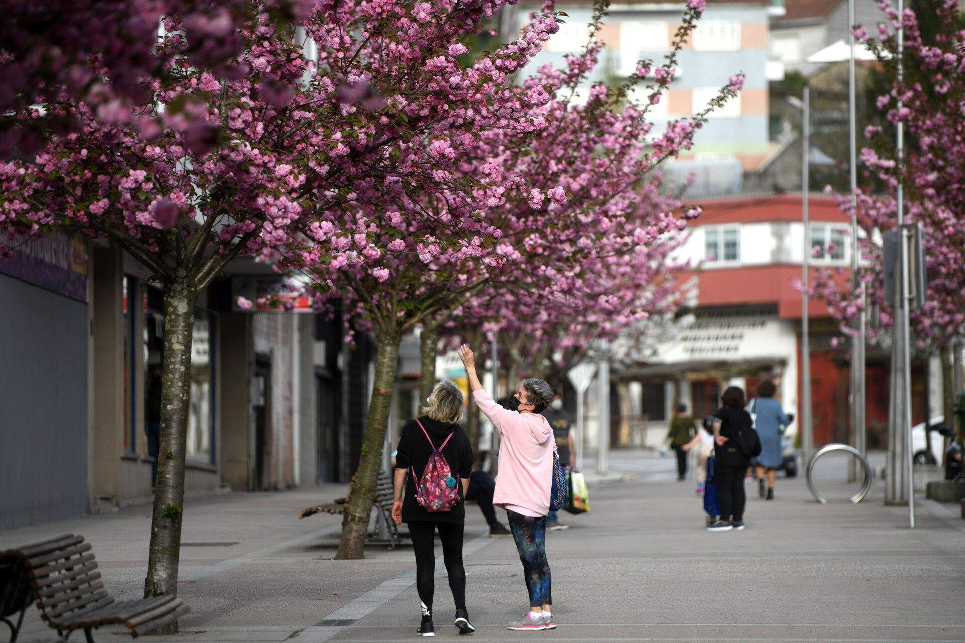 Cerezos en flor en la avenida de Lugo