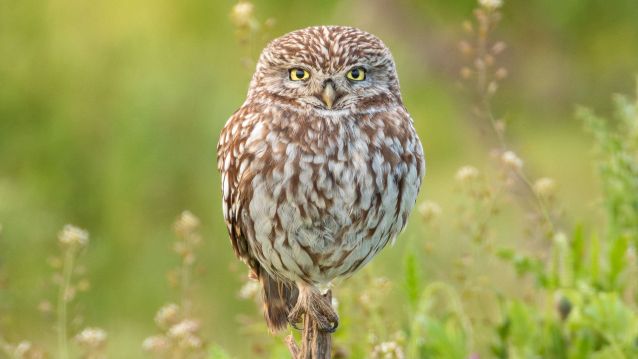 Mochuelo europeo en Villafáfila
