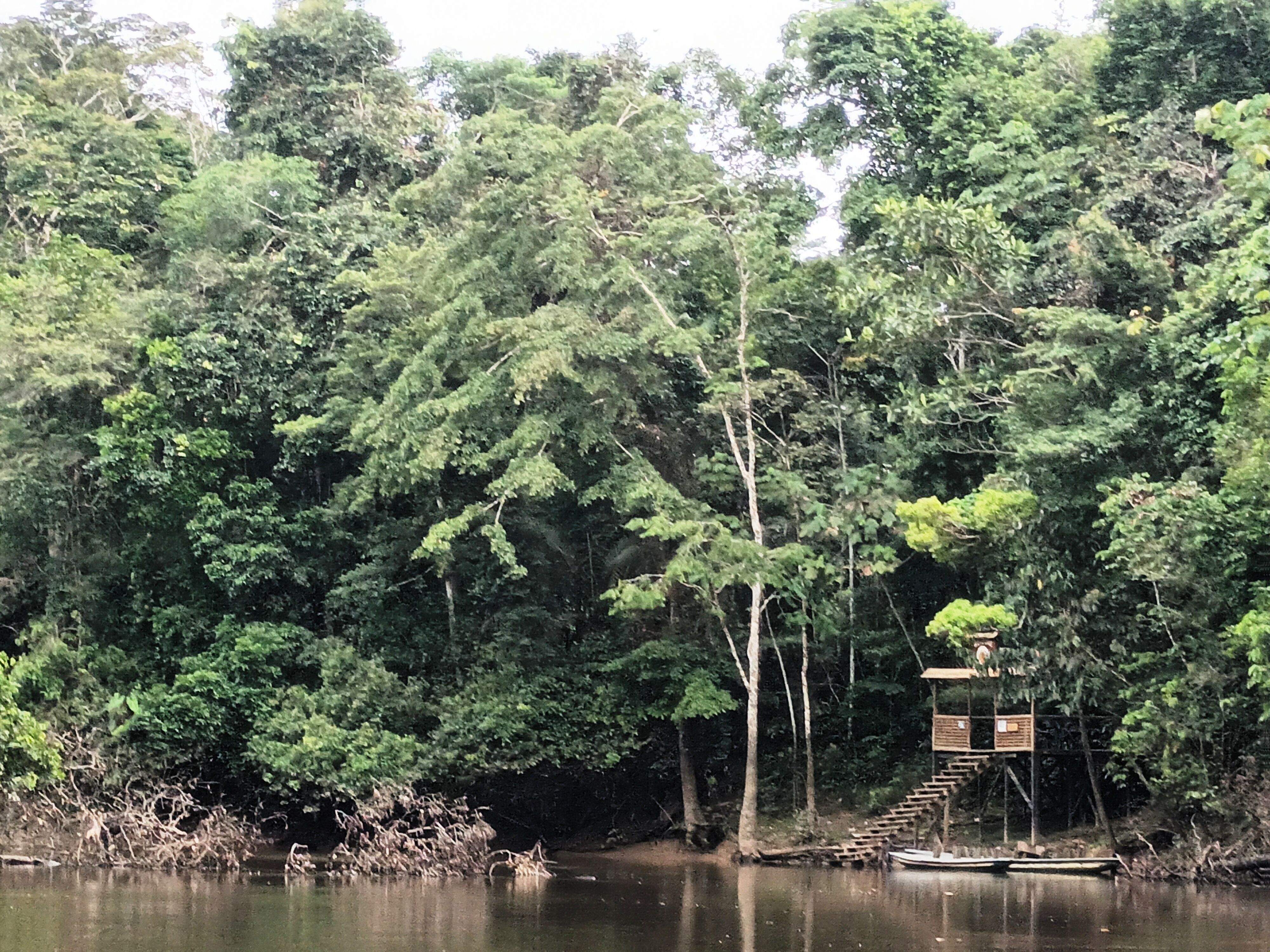 Frondosidade 