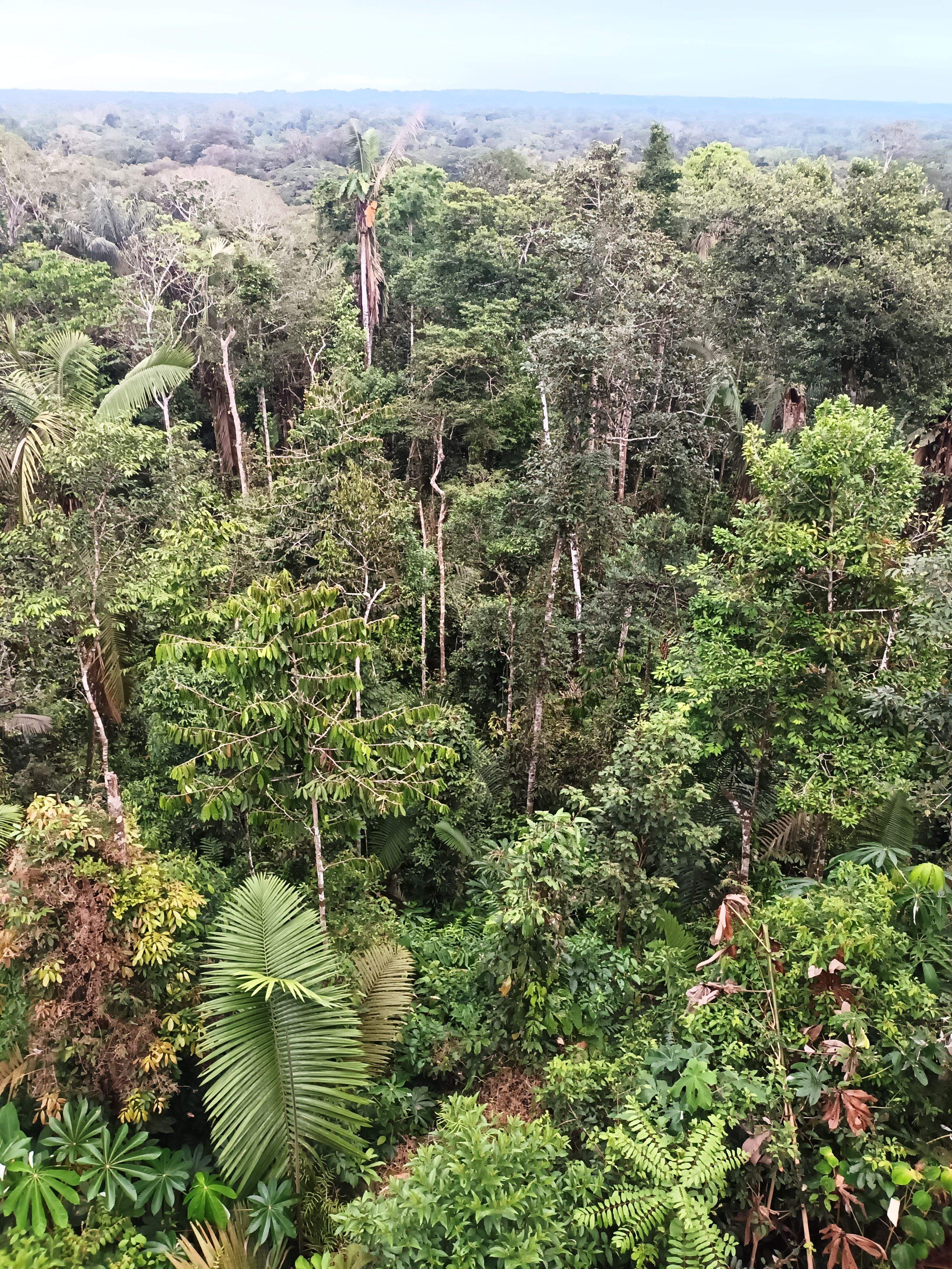 Frondosidade 