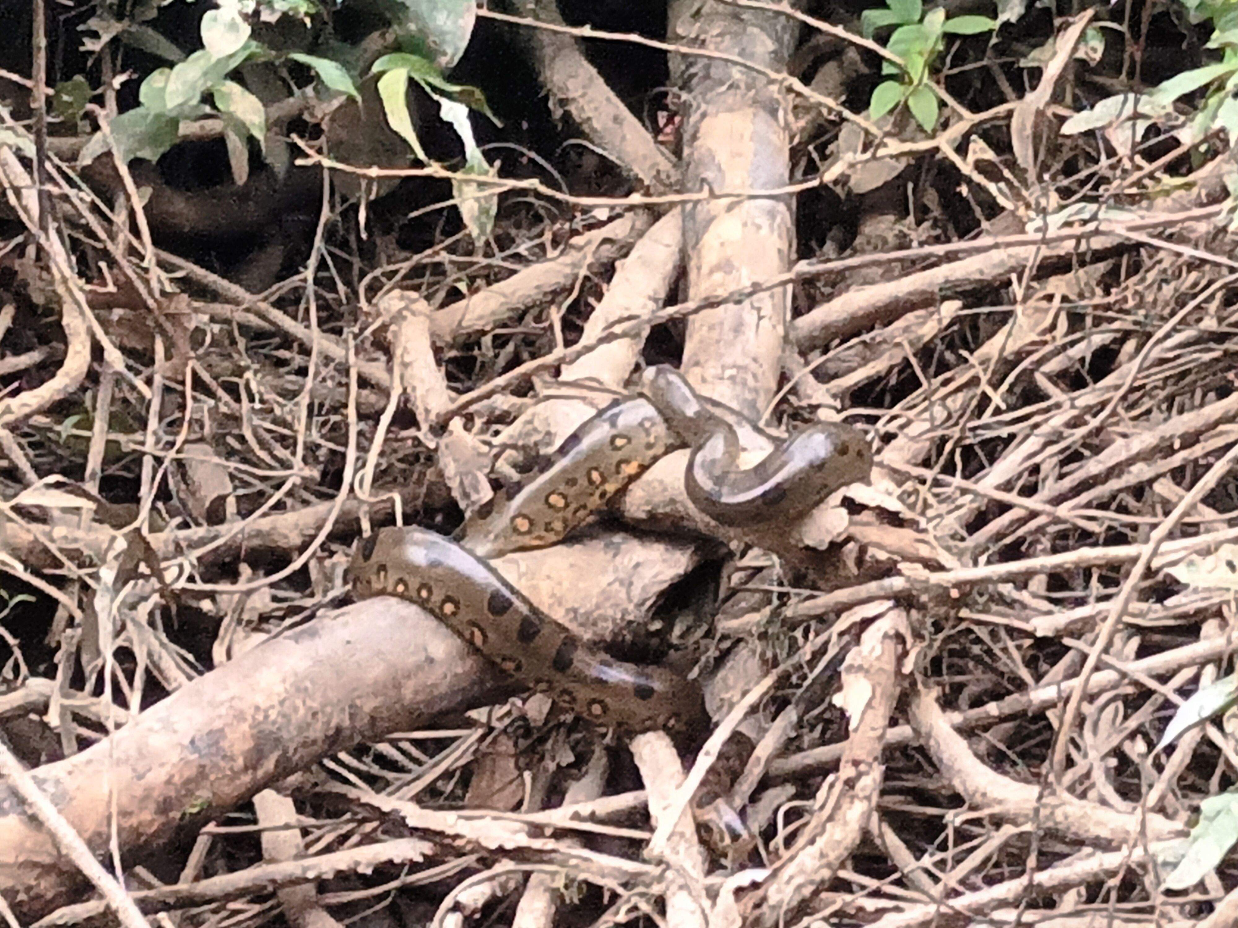 Pequena anaconda a descansar nunha póla da ribeira