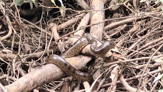 Pequena anaconda a descansar nunha póla da ribeira
