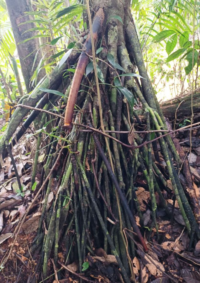 Raíces dunha palmeira que camiña