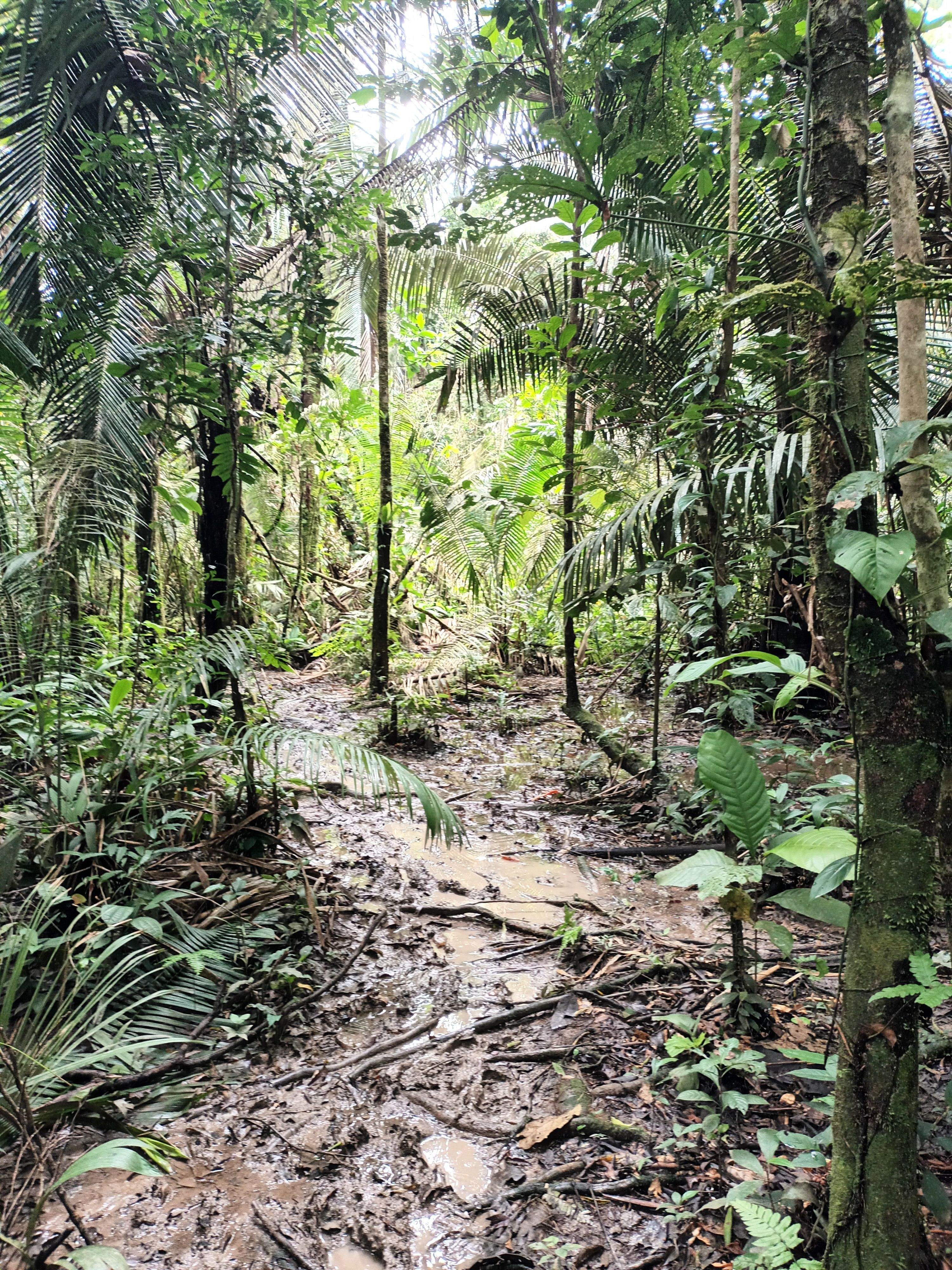 Senda a través da selva