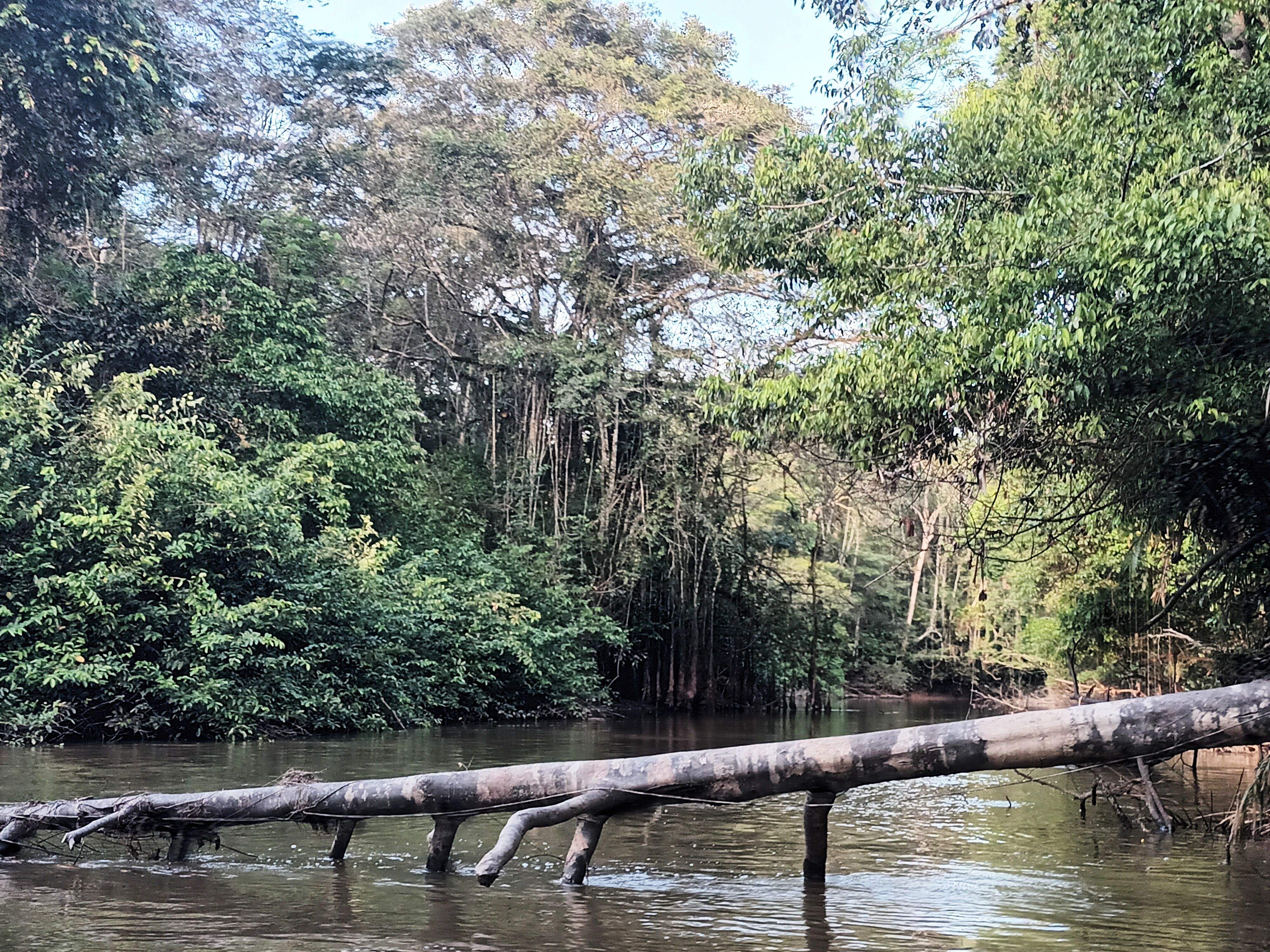 Tronco caído sobre o río Cuyabeno