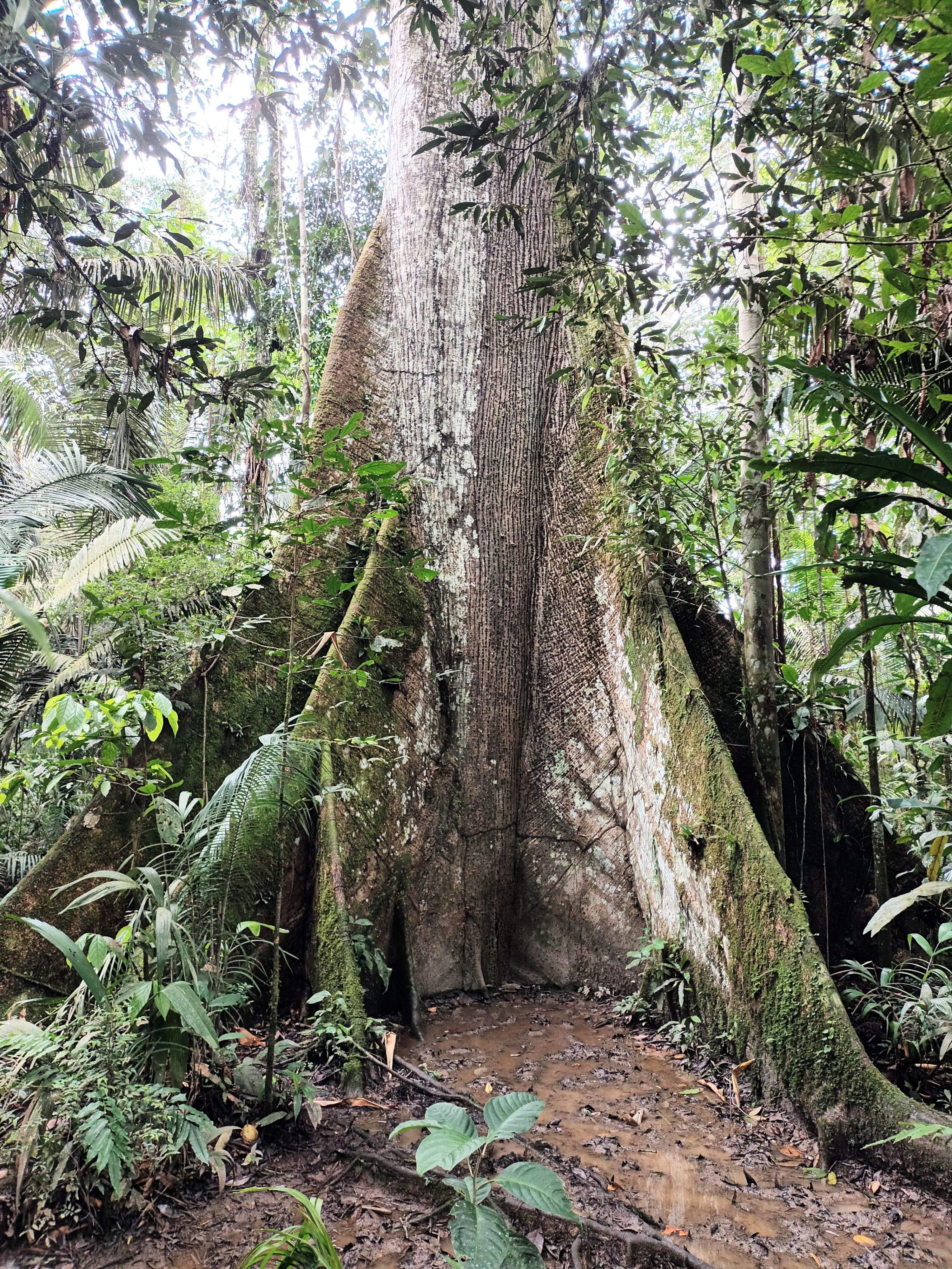 Tronco de ceiba