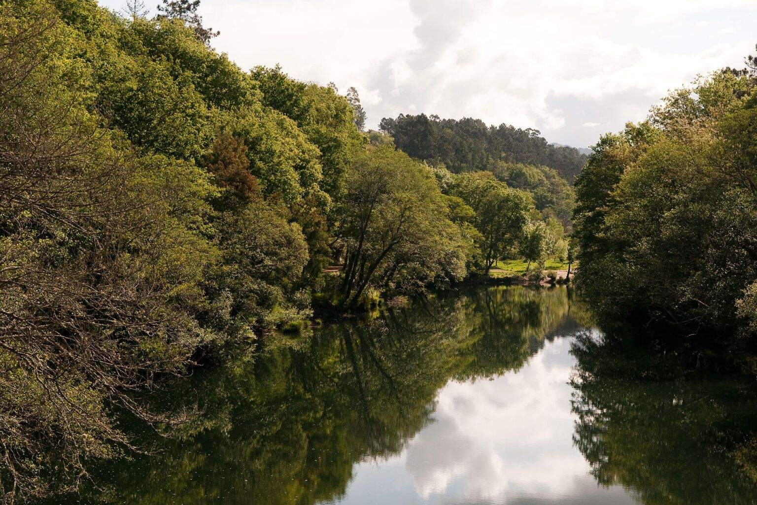 Bosque de ribera en los márgenes del río Lérez