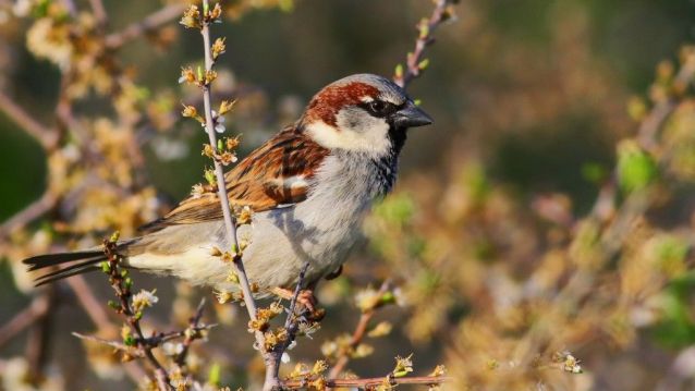 Pardal común ©xpixel shutterstock 
