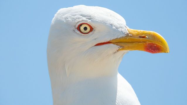 Gaivota patiamarela