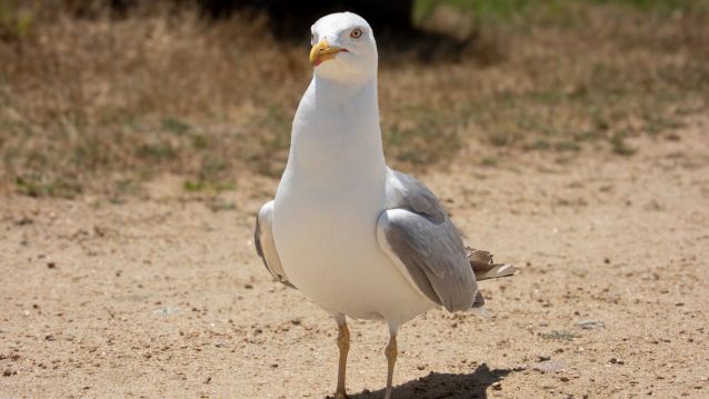 Gaivota patiamarela observando