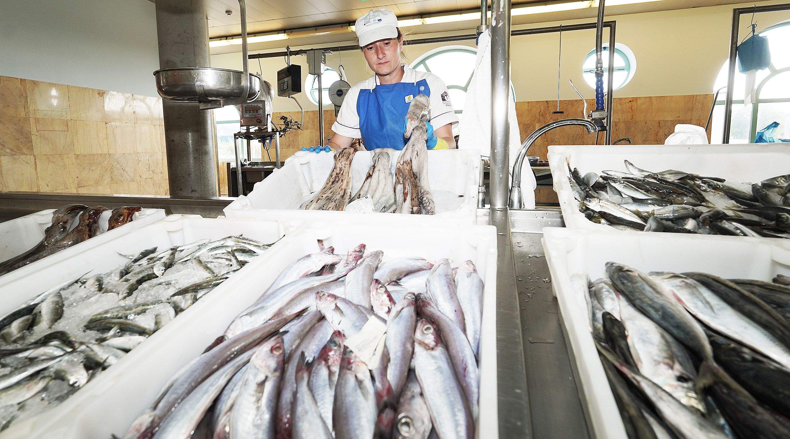 O polbo galego volve ao Mercado de Abastos de Pontevedra O polbo galego volve ao Mercado de Abastos de Pontevedra