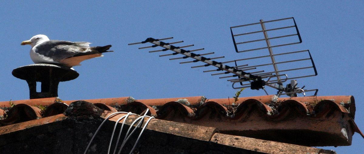 Gaivota