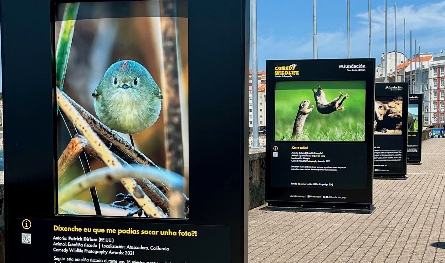 Exposición "Comedy Wildlife", en Sanxenxo