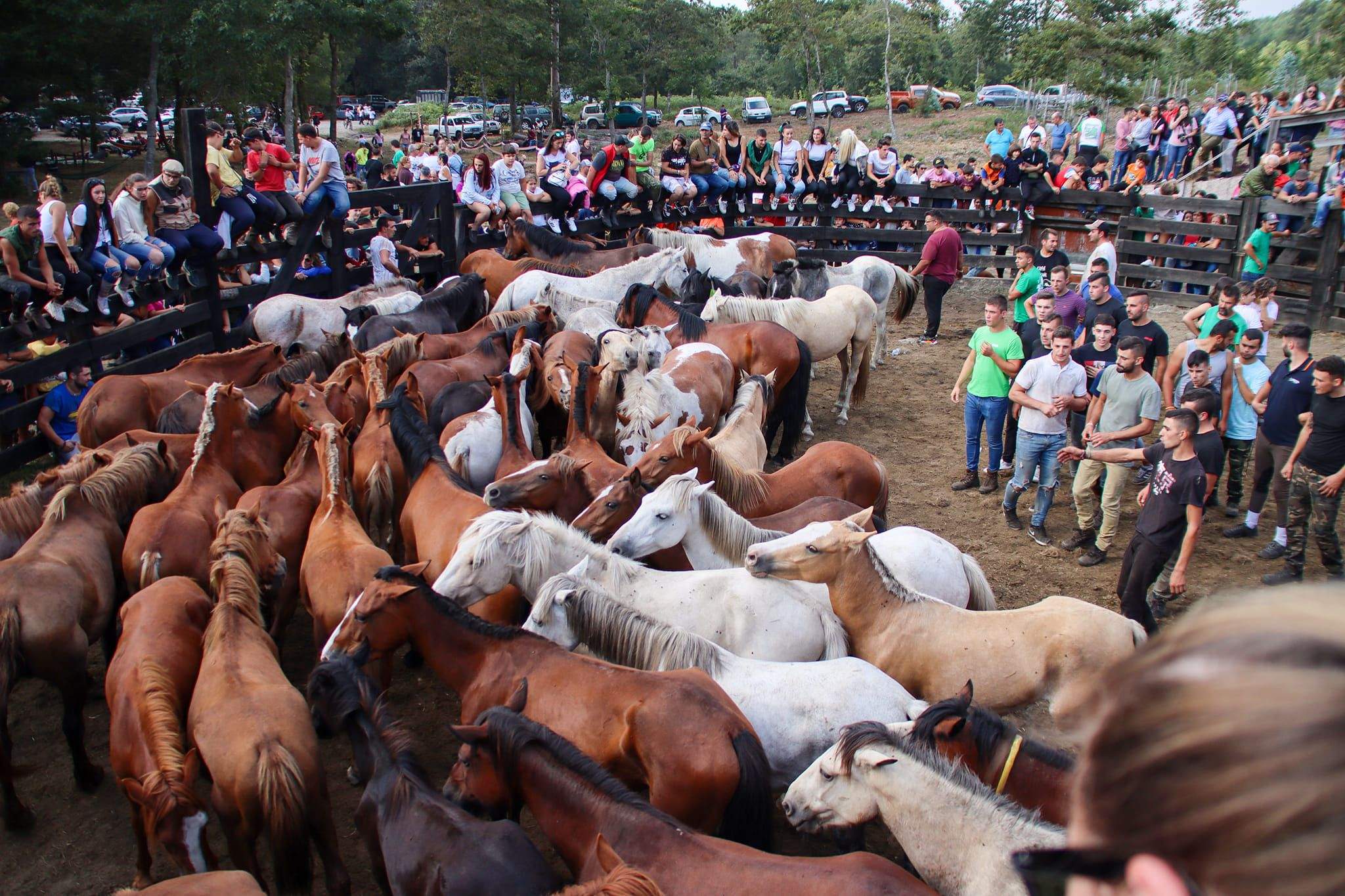 Rapa das bestas de Monte Gagán