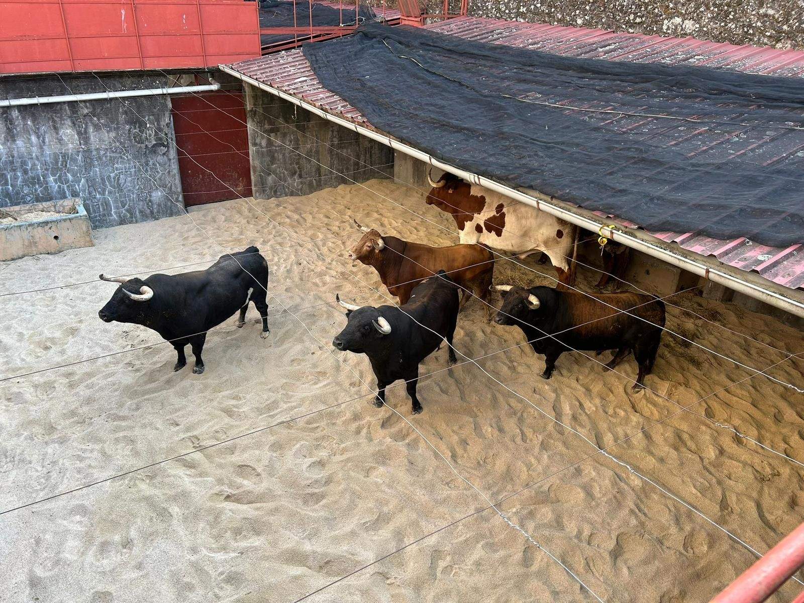 Toros de Alcurrucén para la Feria de la Peregrina 2025