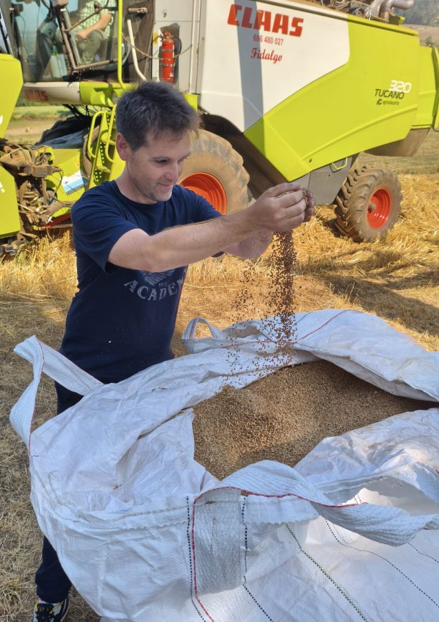 Andrés Acuña asistió a la cosecha del trigo Caaveiro en el lugar de Galegos (Lalín)