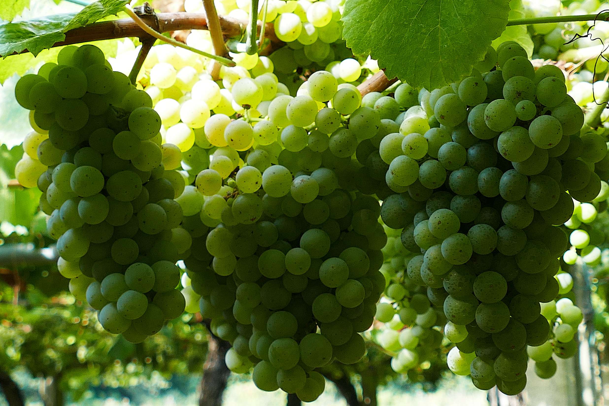 Acios de uva albariña en perfecto estado