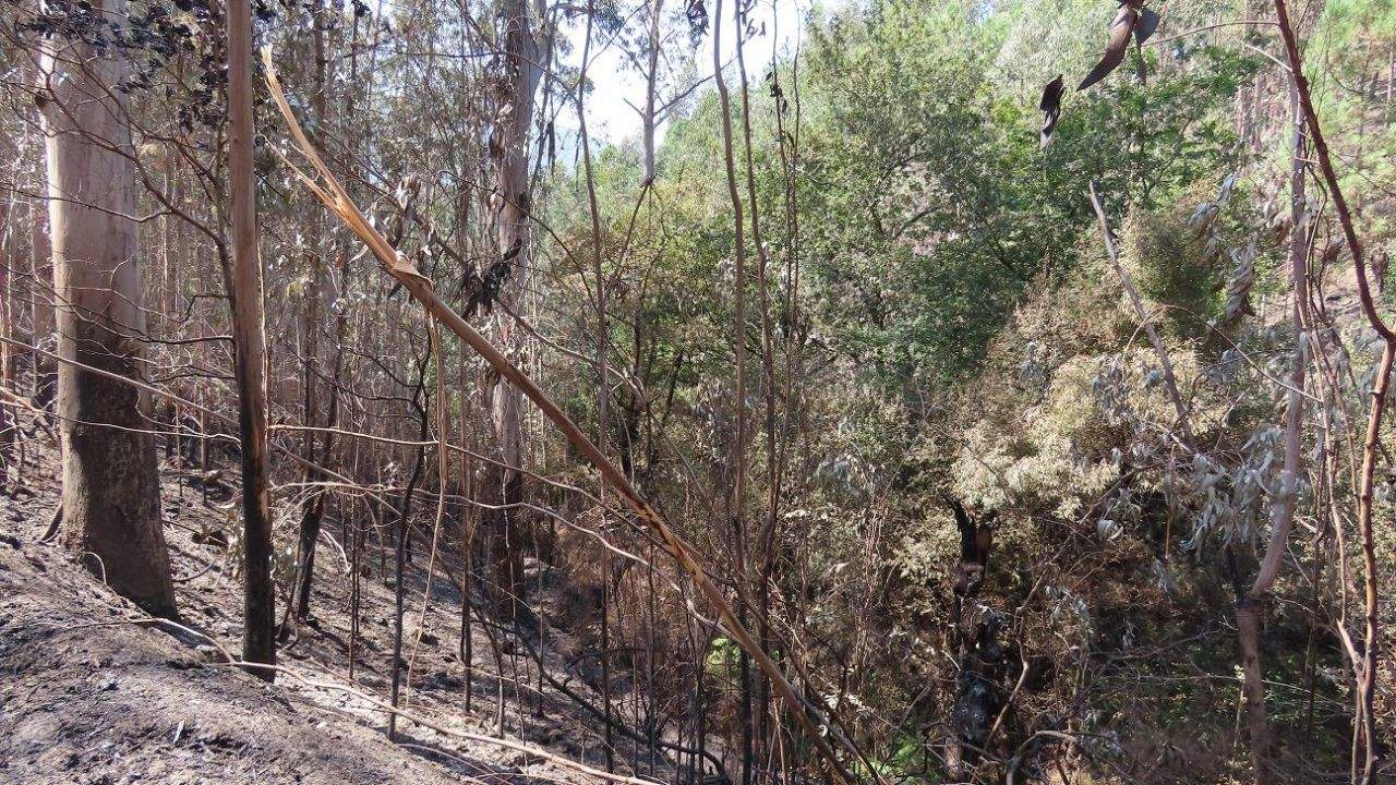 Zona afectada por el incendio en Santa Cristina de Cobres