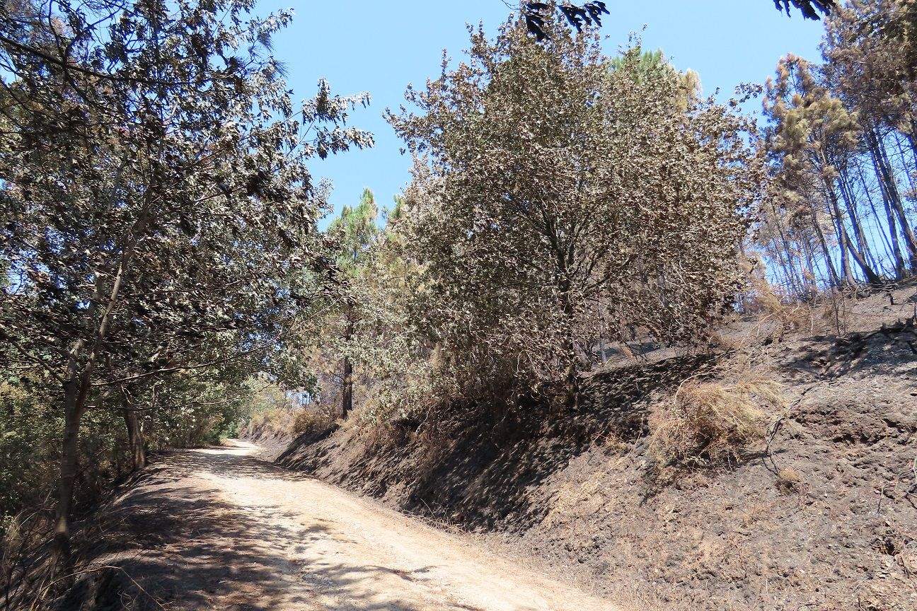 Zona afectada por el incendio en Santa Cristina de Cobres
